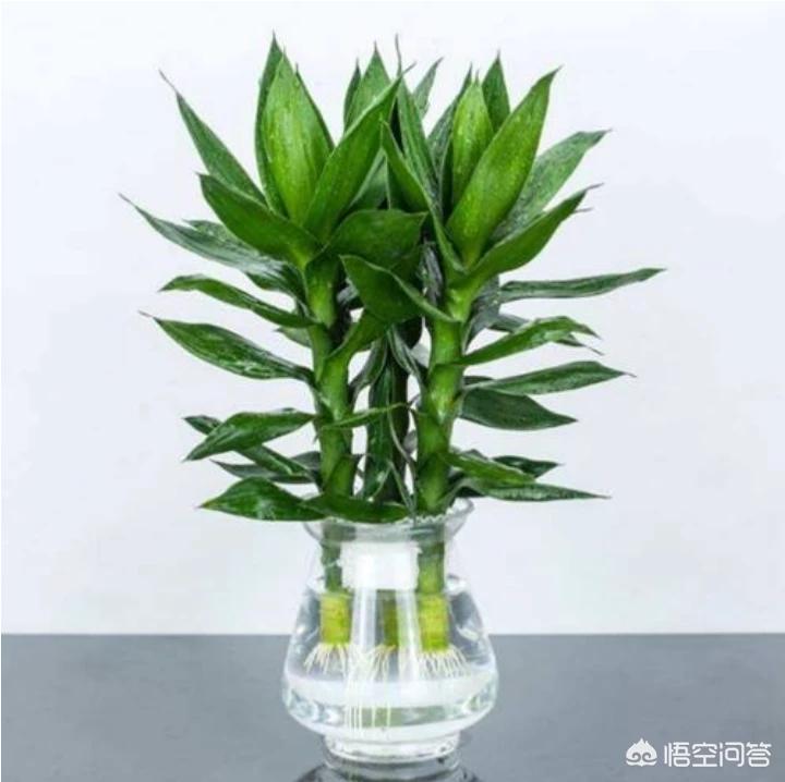 水产乳酸菌发酵方法：提升水产养殖效益的秘诀