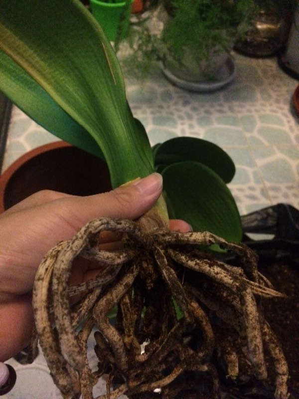 蜂花粉的食用方法