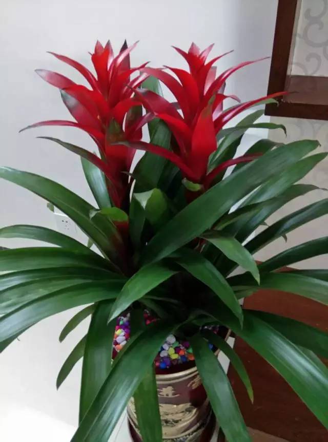 盆栽樱花的养殖方法