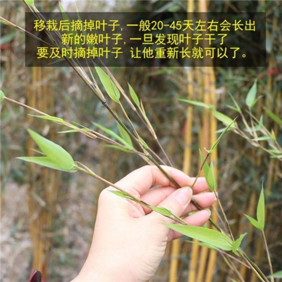 凤梨盆栽怎么养殖：家庭养护指南
