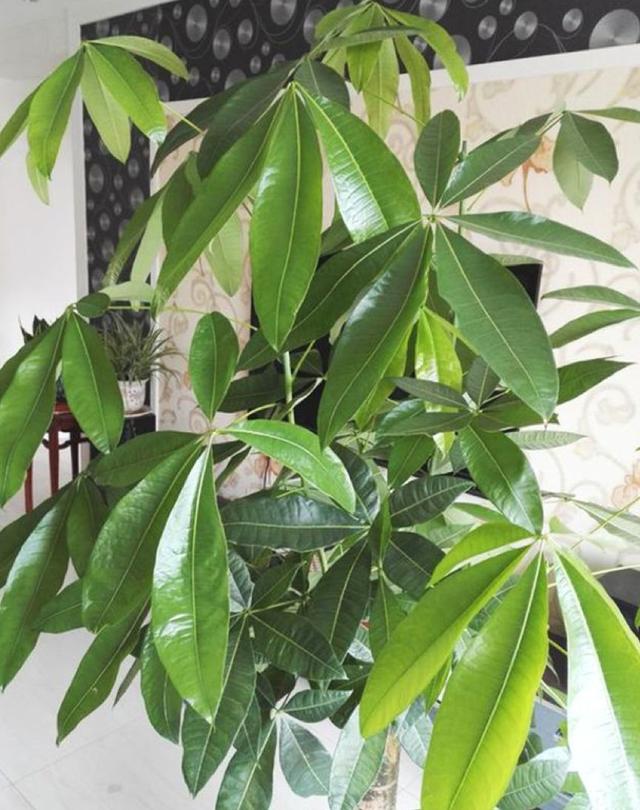 莲藕的种植方法