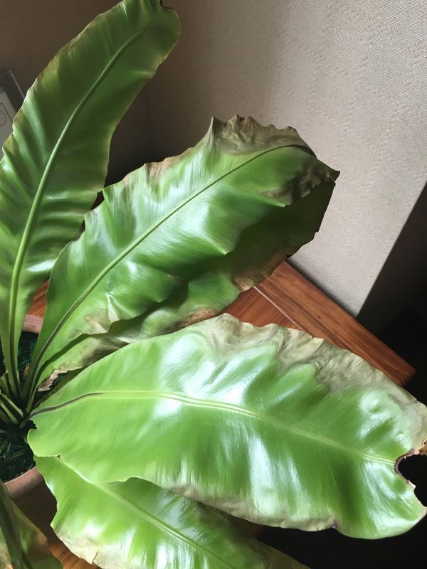 架子牛育肥方法：高效增重策略解析