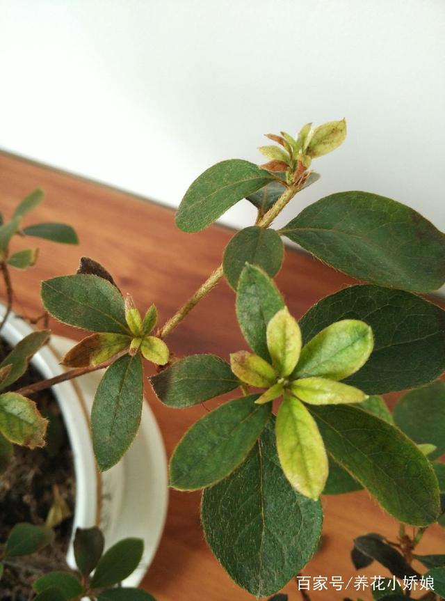 茶花的繁殖方法：培育美丽花艺的技巧指南