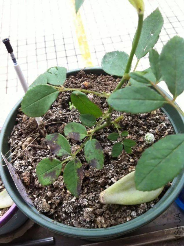 黄豆种植时间和方法：农业生产的绿色宝藏
