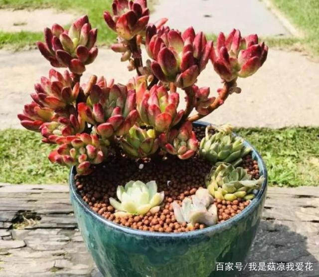 朝天椒的腌制方法大全