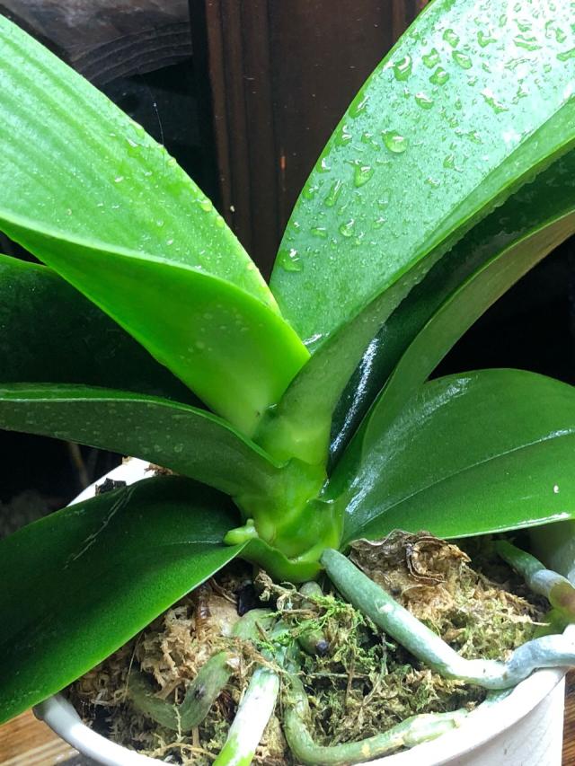 彼岸花如何种植方法：掌握技巧，让你的花园增添神秘色彩