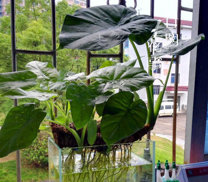 百合花水养方法如下