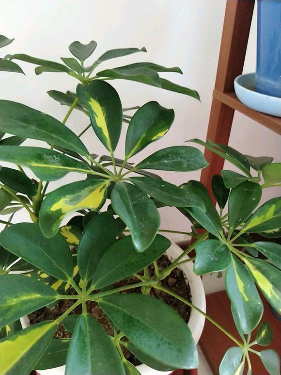 玛格丽特花的扦插：繁殖新技巧与实践指南