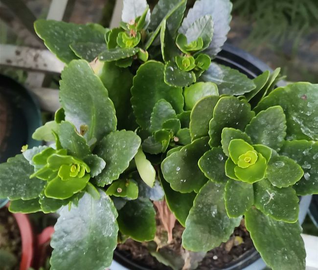 郁金香种球的种植方法