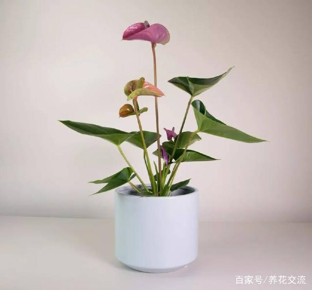 大型盆栽花卉：点亮家居温馨的绿色宠儿