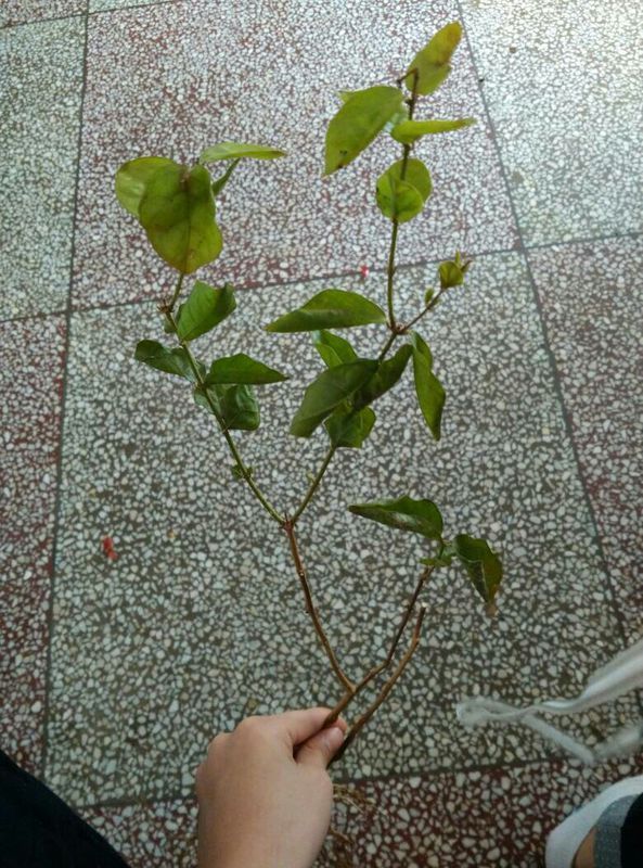 秋葵怎么种植方法：掌握关键技巧，收获鲜美秋葵