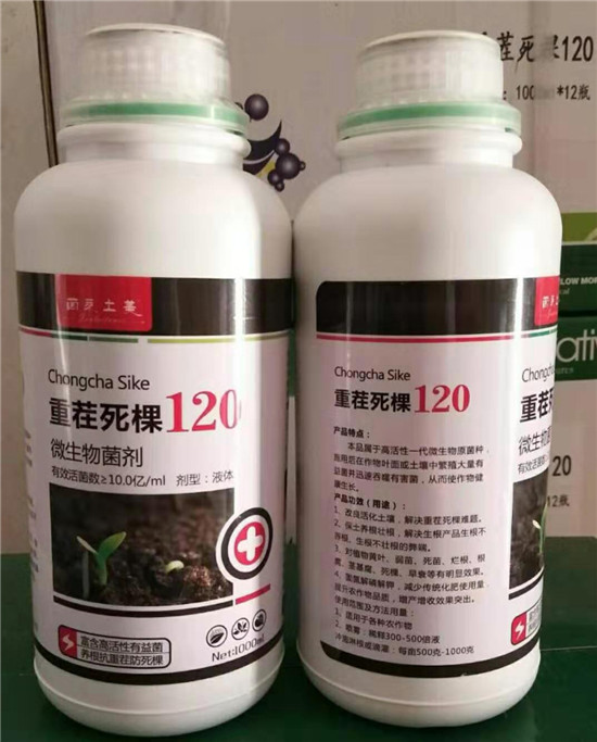 水养铜钱草的养殖方法和注意事项