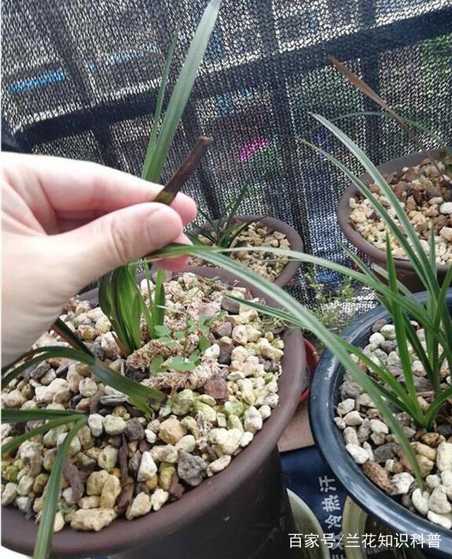 标题：油麦菜盆栽——家庭种植新宠，绿色生活好选择
