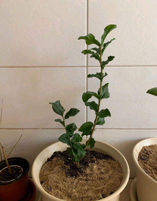 提子种植方法：掌握关键技巧，实现丰收