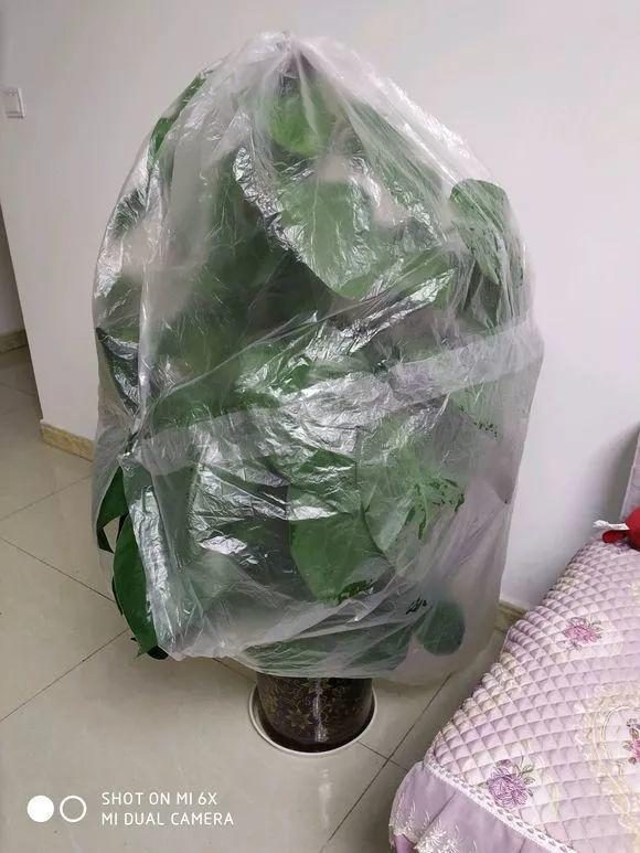 文竹扦插：掌握技巧，轻松繁殖绿色之美