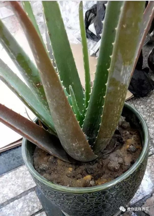 盆栽的种植:打造绿色生活空间 盆栽的种植:打造绿色生活空间