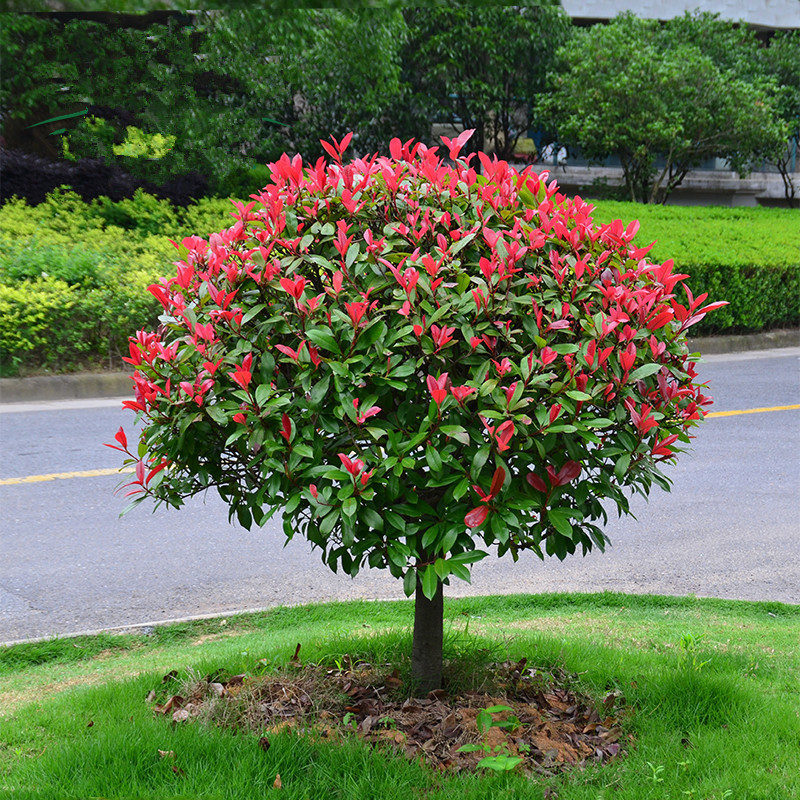 球菊的养殖方法：打造独特园林美景