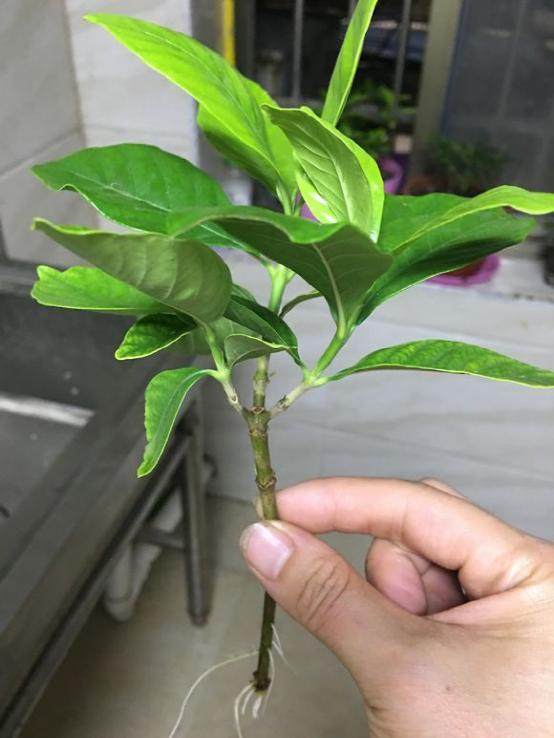 养狐狸的方法：全方位指南