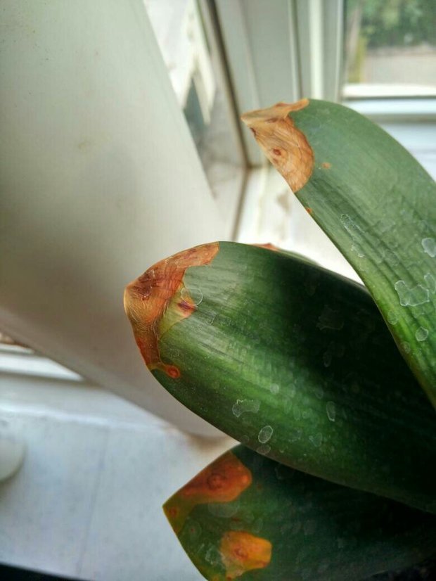 盆栽种植方法大全