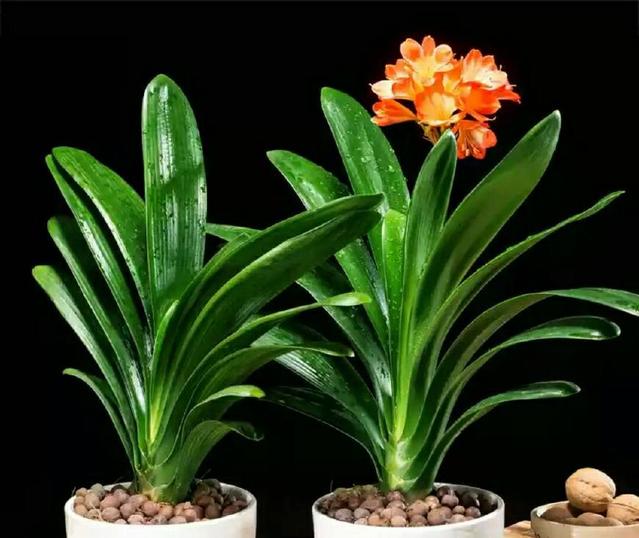 种小白菜的方法：家庭种植指南