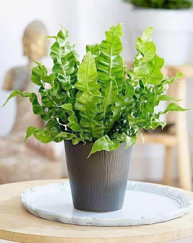 番茄播种时间和方法：种植成功的秘诀