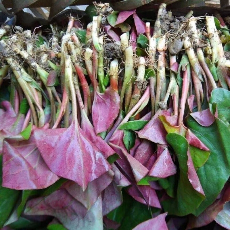 种磨菇方法：家庭种植的乐趣与技巧