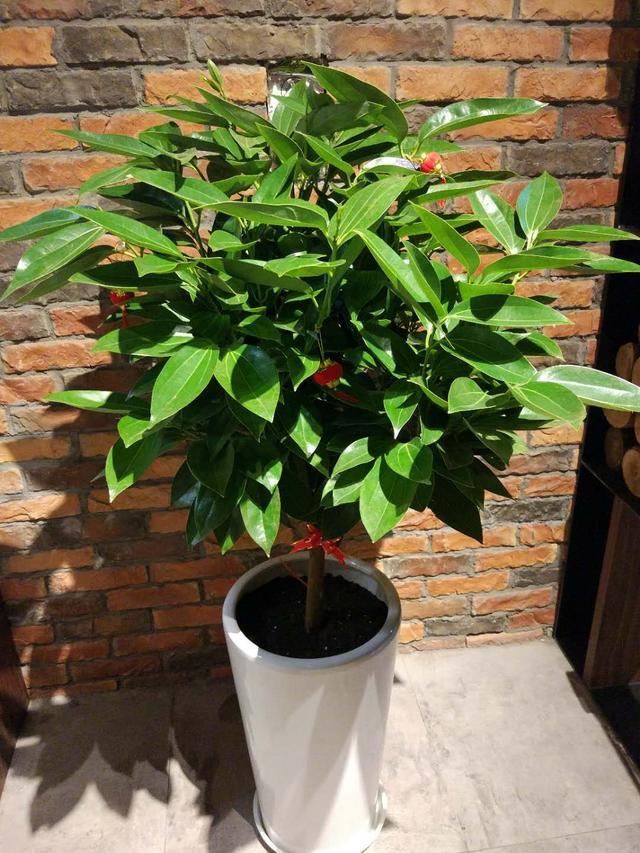河蚌的养殖方法