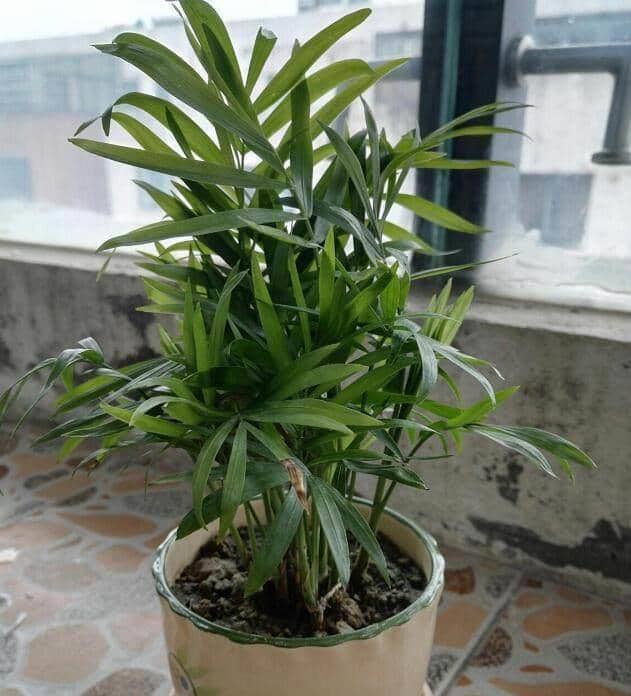 花龟饲养方法：科学养护指南
