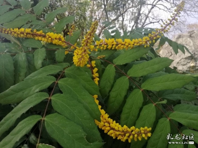 柚子子盆栽：种植与养护指南