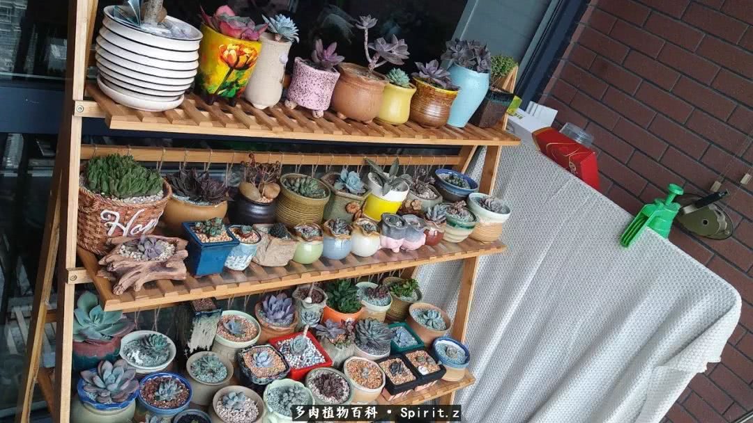 洋葱栽培方法如下：掌握关键步骤，实现丰收