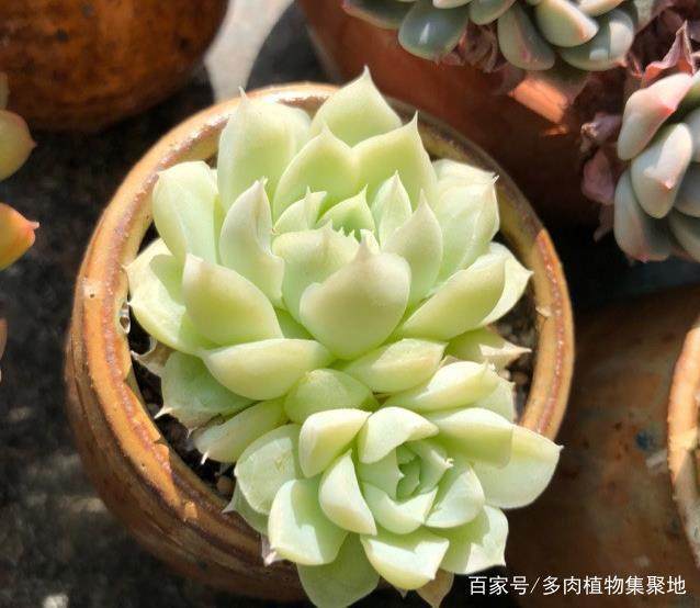 养猪致富方法：科学养殖提升经济效益