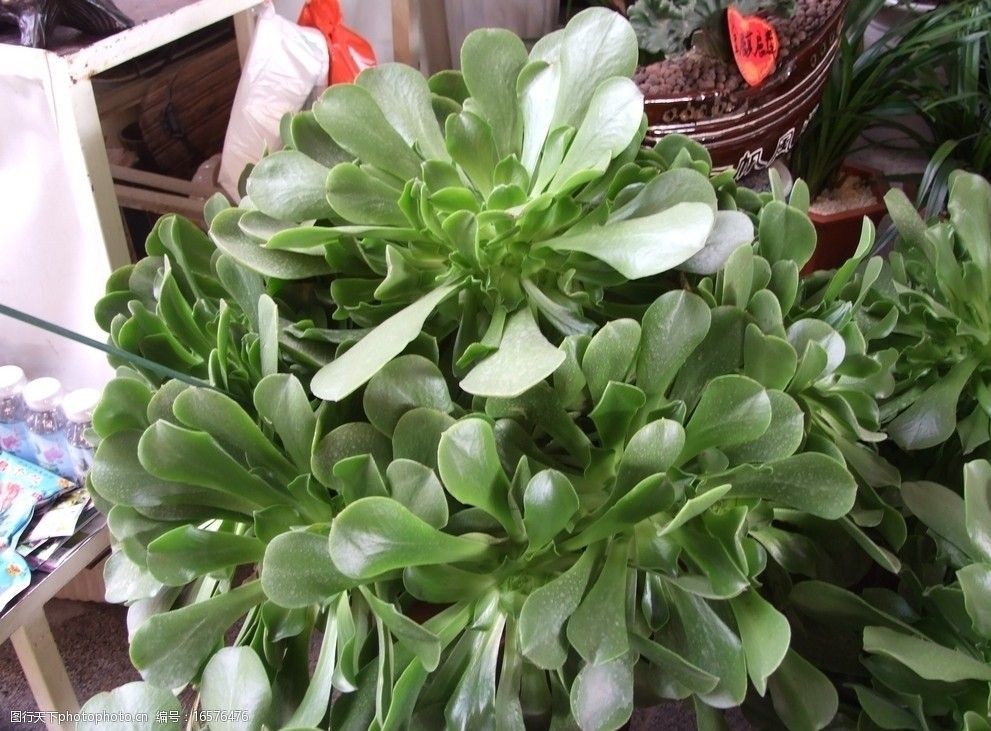 枸杞子的种植方法