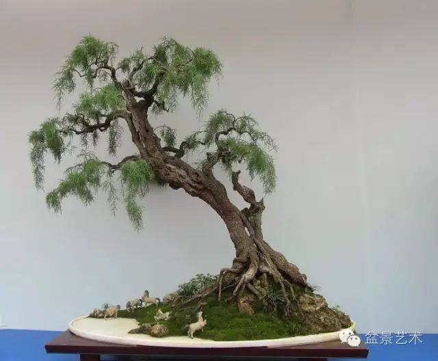 盆栽杜鹃花图片大全：探寻花中皇后之美