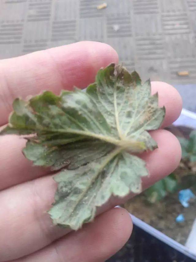 怎么养兔子是最佳方法