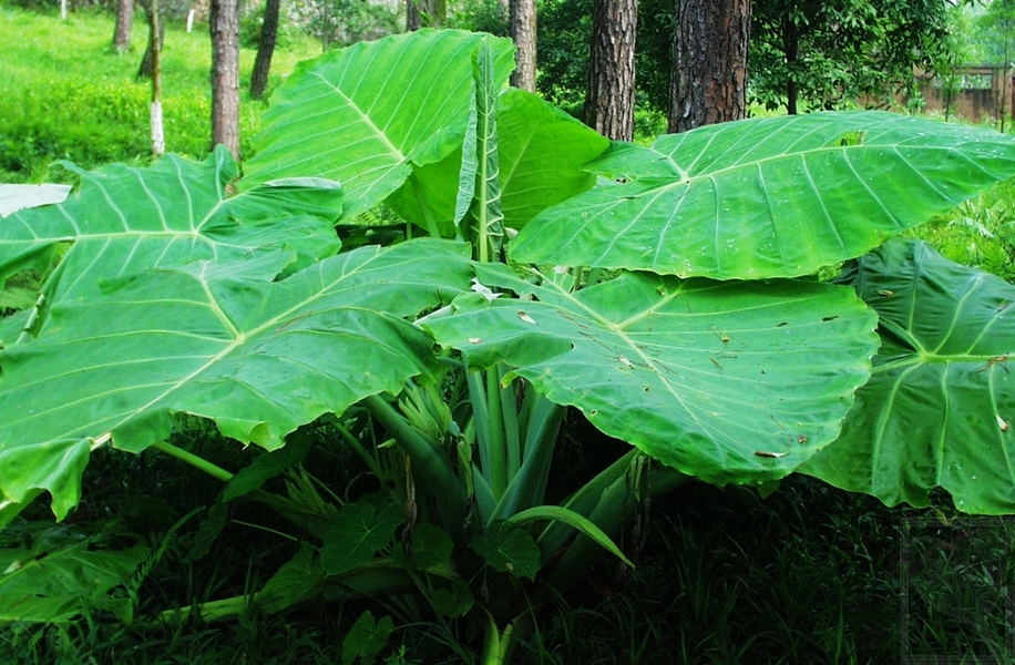 水果盆栽种植方法：打造私家水果园的秘诀