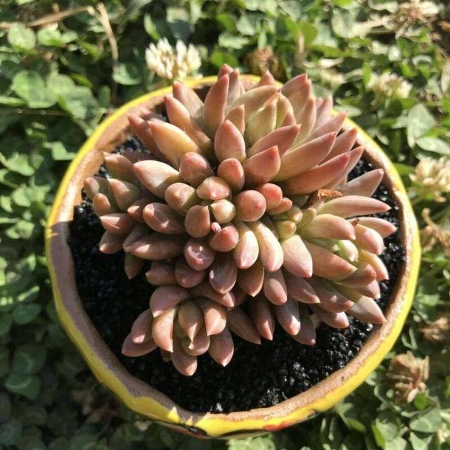 盆栽施水肥：为您的绿色伙伴注入活力