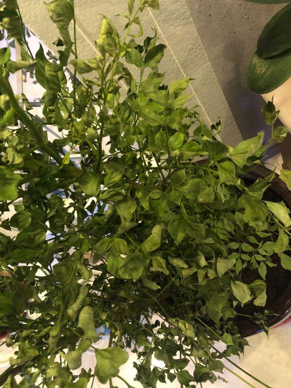 芹菜种植时间和方法：家庭菜园的绿色宝藏