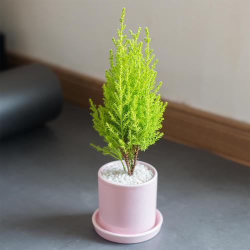 盆栽玫瑰有毒吗？揭秘盆栽玫瑰的真相