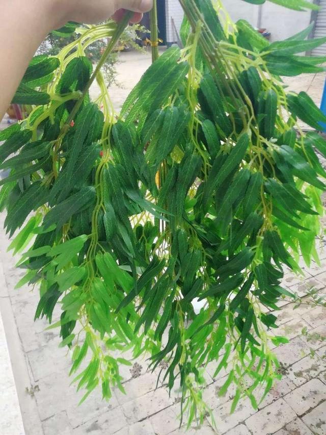 家用盆栽植物：打造绿色生活空间的秘诀