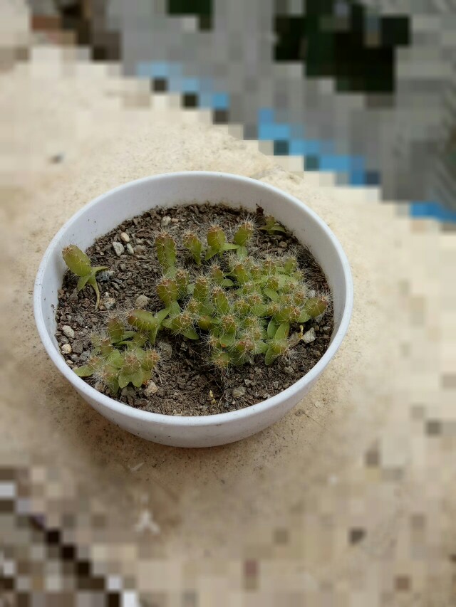 家庭金银花的种植方法
