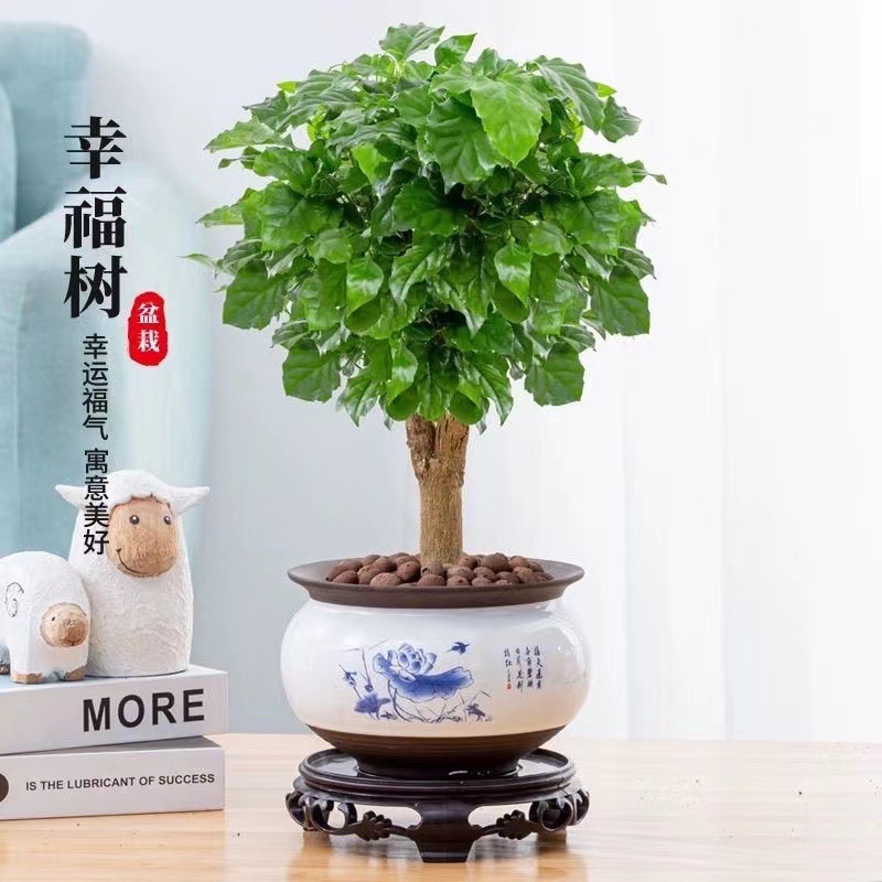 白术的种植方法：掌握技巧，收获高效益