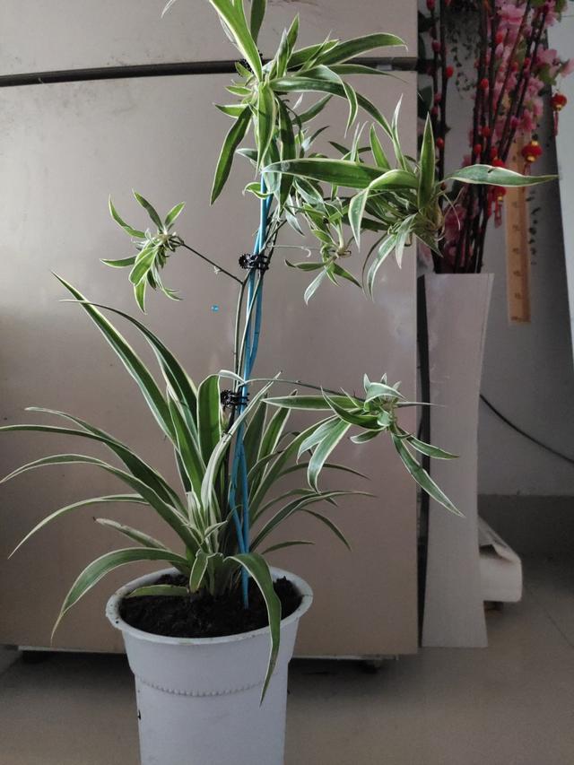 杜鹃扦插要黑暗：掌握关键技巧，成功繁殖美丽花卉