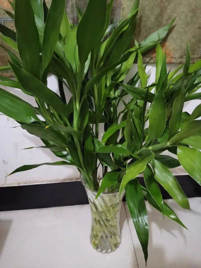 扦插结什么：探索植物繁殖的奥秘