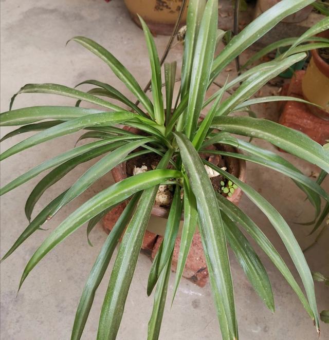 百合播种方法：种植要点与技巧解析