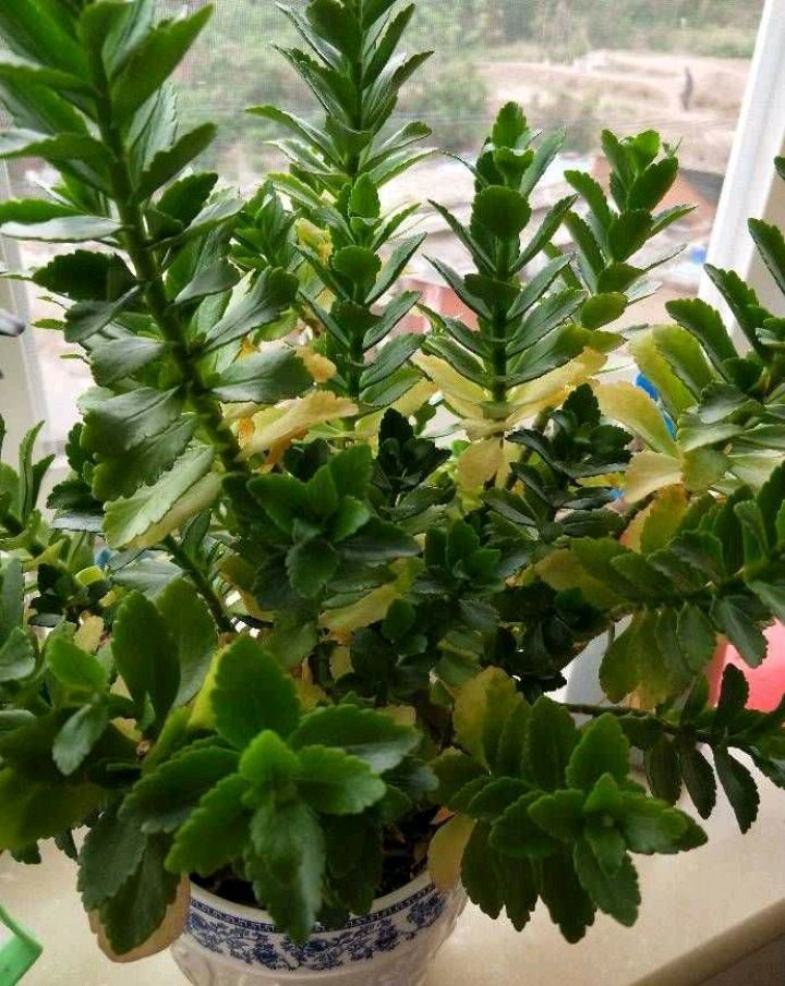 盆栽小香葱的种植方法