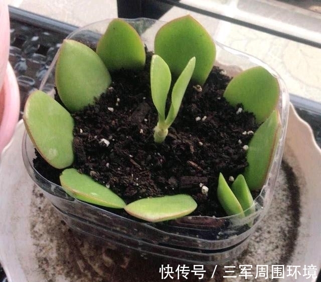 土豆怎么种植方法：家庭菜园种植指南