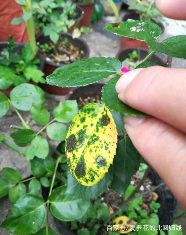 白菜的种植方法和时间