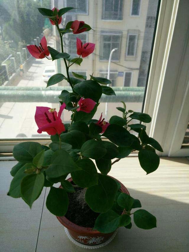 龙眼种子盆栽种植方法：培育绿色生活空间