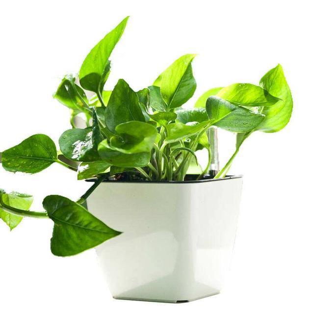 盆栽怎么上肥：让绿植茁壮成长的秘密