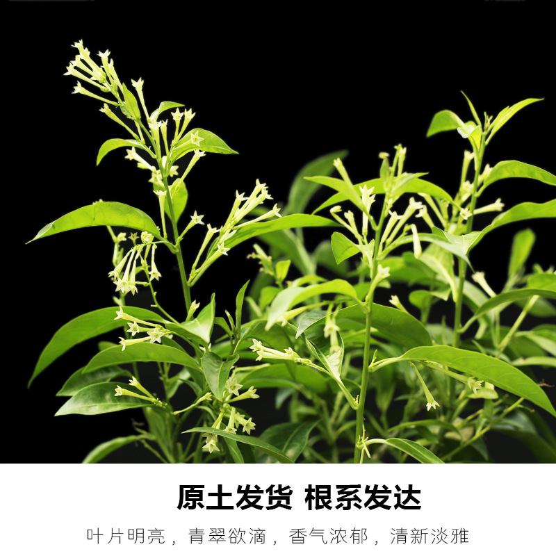 香椿的种植方法和时间